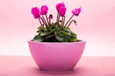 Bir küçük pembe siklamen bitkisi pembe saksıda çiçeklerle moda pembe arka planda fotokopi alanını kapat, en az renk kavramı