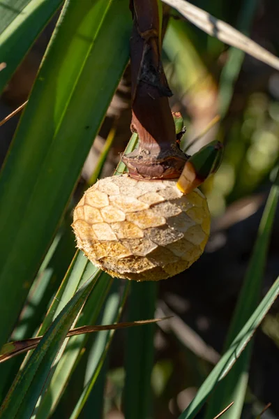 Pandanus Utilis Scwpine Plant Producants Garde Origin Madagascar Close — 스톡 사진