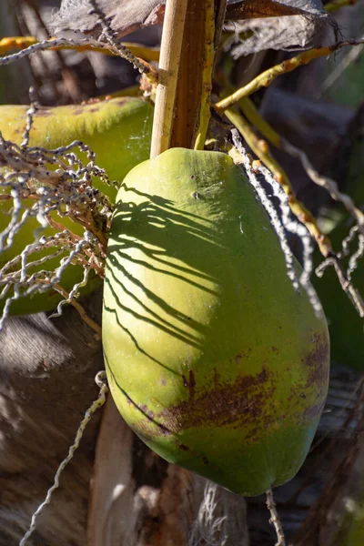Grandes Cocos Maduros Pendurados Palmeira Coco Fechar Pronto Para Colheita — Fotografia de Stock