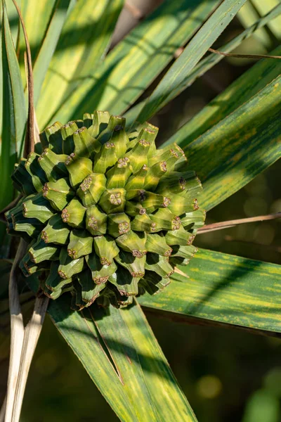 Pandanus Utilis Винное Растение Фруктами Растущими Гарде Происхождение Мадагаскар Близко — стоковое фото