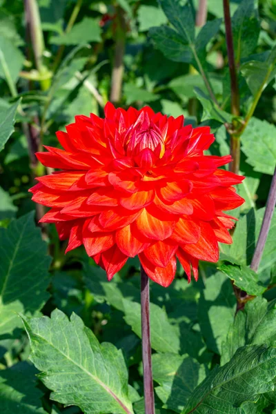 Grandes Flores Redondas Coloridas Dahlia Planta Jardim Perto — Fotografia de Stock