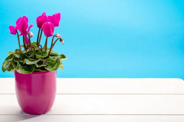 One small pink cyclamen plant with flowers in pink pot on trendy blue and white background close up copy space, minimal colors concept