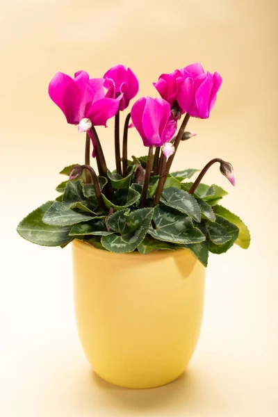 One small pink cyclamen plant with flowers in yellow pot on trendy yellow background close up copy space, minimal colors concept