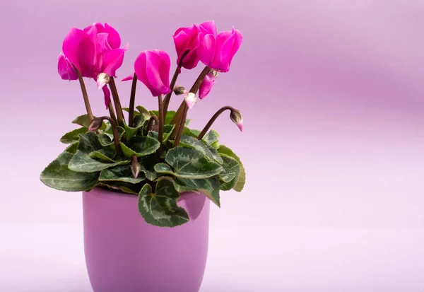 One small pink cyclamen plant with flowers in lilac pot on trendy pastel lilac background close up copy space, minimal colors concept