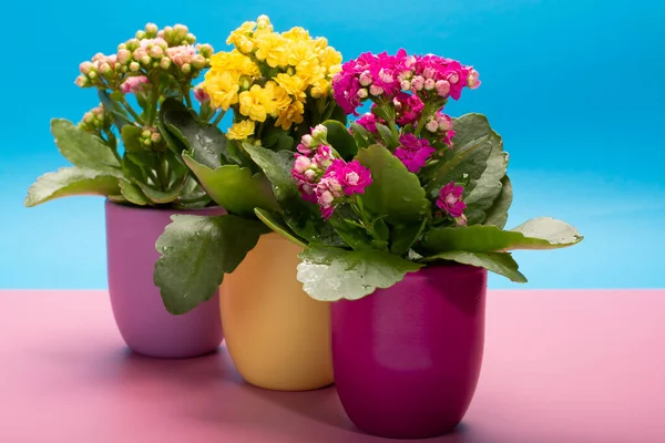 Drei Farben Töpfe Mit Thee Farben Heilpflanzen Kalanchoe Mit Blüten — Stockfoto