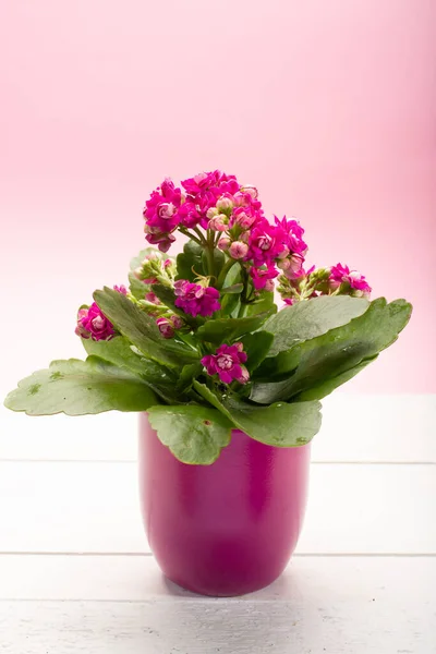 One medical houseplant kalanchoe with pink flowers in pink pot close up on trendy pink background, minimal colors concept copy space