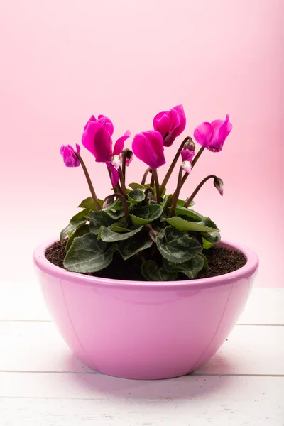 One small pink cyclamen plant with flowers in pink pot on trendy pink background close up copy space, minimal colors concept