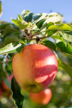 Bahçede elma hasadı, meyve bahçelerinde sonbahar hasat mevsimi, yakın.