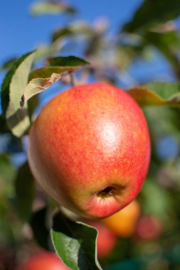 Bahçede elma hasadı, meyve bahçelerinde sonbahar hasat mevsimi, yakın.