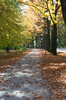 Sonbaharda yüksek meşe ağaçlarının olduğu renkli park, Hollanda 'da altın, turuncu ve sarı renklerin mevsimi, bisiklet yolu ve yol