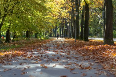 Sonbaharda yüksek meşe ağaçlarının olduğu renkli park, Hollanda 'da altın, turuncu ve sarı renklerin mevsimi, bisiklet yolu ve yol
