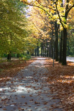 Sonbaharda yüksek meşe ağaçlarının olduğu renkli park, Hollanda 'da altın, turuncu ve sarı renklerin mevsimi, bisiklet yolu ve yol
