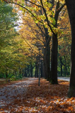 Sonbaharda yüksek meşe ağaçlarının olduğu renkli park, Hollanda 'da altın, turuncu ve sarı renklerin mevsimi, bisiklet yolu ve yol
