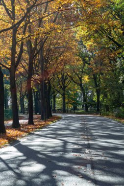 Sonbaharda yüksek meşe ağaçlarının olduğu renkli park, Hollanda 'da altın, turuncu ve sarı renklerin mevsimi, bisiklet yolu ve yol