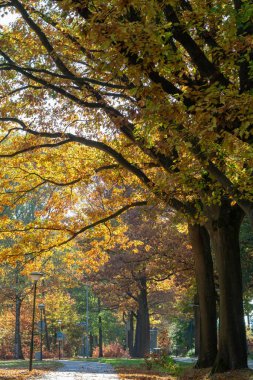 Sonbaharda yüksek meşe ağaçlarının olduğu renkli park, Hollanda 'da altın, turuncu ve sarı renklerin mevsimi, bisiklet yolu ve yol