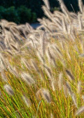 Dekoratif bahçe yeşili pennisetum Güneşli bir günde kapanıyor