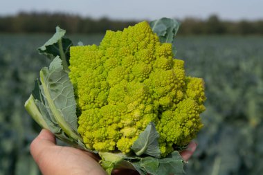 Elinde olgun yeşil Romanesco brokolisi ya da Roma karnabaharı, Brokolo Romanesco, Romanesk karnabaharı, yeni hasat, yakın çekim