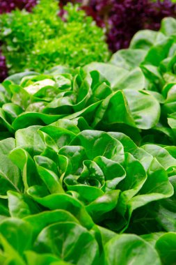 Bio Green taze tereyağlı marul hasat etmeye hazır.