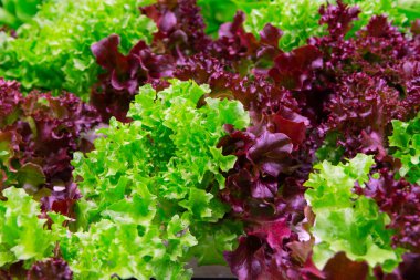 Biyolojik yeşil ve kırmızı meşe marulu hasat etmeye hazır.