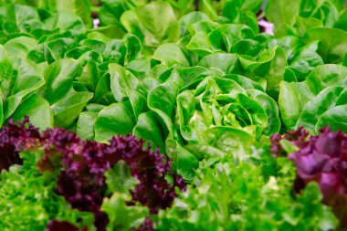 Bio Green taze tereyağlı marul hasat etmeye hazır.