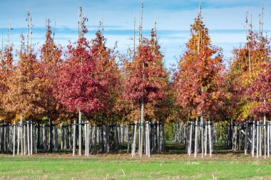Bahçe ve Park Ağaç Yetiştirme Merkezi, orta büyüklükteki ağaçlar, Hollanda 'daki beyaz Amerikan meşe ağacı fidanlığı üzerine uzmanlaşmıştır.