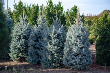 Hollanda 'daki fidanlıkta yetişen genç ve güzel Colorado ladin ağacı Noel tatili için doğal Noel ağacı.