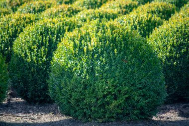 Hollanda 'da Evergreen buxus ya da kutu ahşap çocuk yuvası, Avrupa' da kutunun güve istilası sırasında sıra sıra dizilmiş sağlıklı büyük yuvarlak ağaç toplarının fidanlığı