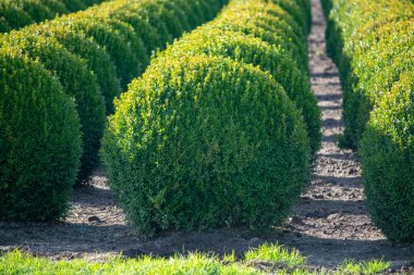 Hollanda 'da Evergreen buxus ya da kutu ahşap çocuk yuvası, Avrupa' da kutunun güve istilası sırasında sıra sıra dizilmiş sağlıklı büyük yuvarlak ağaç toplarının fidanlığı