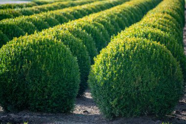 Hollanda 'da Evergreen buxus ya da kutu ahşap çocuk yuvası, Avrupa' da kutunun güve istilası sırasında sıra sıra dizilmiş sağlıklı büyük yuvarlak ağaç toplarının fidanlığı