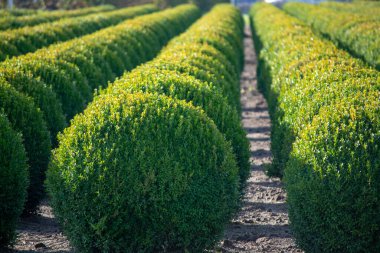 Hollanda 'da Evergreen buxus ya da kutu ahşap çocuk yuvası, Avrupa' da kutunun güve istilası sırasında sıra sıra dizilmiş sağlıklı büyük yuvarlak ağaç toplarının fidanlığı