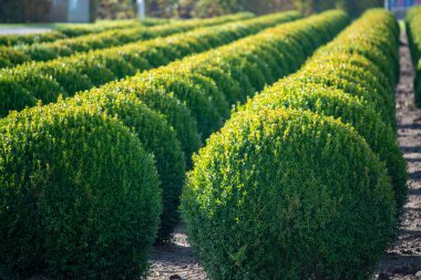 Hollanda 'da Evergreen buxus ya da kutu ahşap çocuk yuvası, Avrupa' da kutunun güve istilası sırasında sıra sıra dizilmiş sağlıklı büyük yuvarlak ağaç toplarının fidanlığı