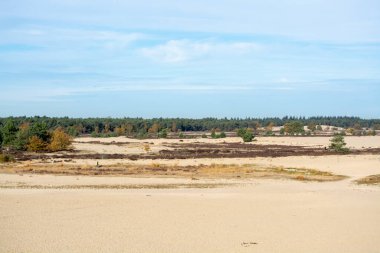 Sarı kum tepeleri, ağaçlar, bitkiler ve mavi gökyüzü olan çöl manzarası Kuzey Brabant, Hollanda 'daki Ulusal Park Druinse Duinen