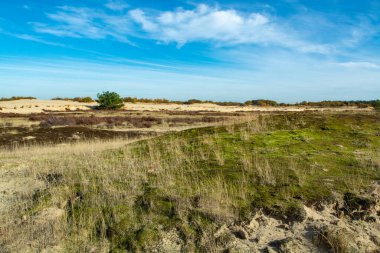 Sarı kum tepeleri, ağaçlar, bitkiler ve mavi gökyüzü olan çöl manzarası Kuzey Brabant, Hollanda 'daki Ulusal Park Druinse Duinen