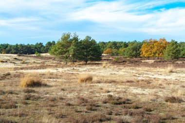 Sarı kum tepeleri, ağaçlar, bitkiler ve mavi gökyüzü olan çöl manzarası Kuzey Brabant, Hollanda 'daki Ulusal Park Druinse Duinen