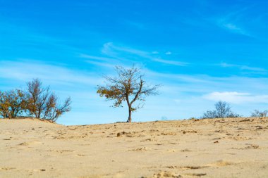 Sarı kum tepeleri, ağaçlar, bitkiler ve mavi gökyüzü olan çöl manzarası Kuzey Brabant, Hollanda 'daki Ulusal Park Druinse Duinen