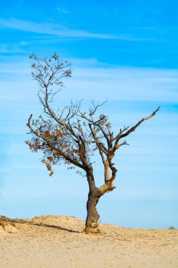 Sarı çöl kumlarında kurumuş eski bir ağaç ve mavi gökyüzü, yalnızlık kavramı, çöl manzarası kopyalama alanı.