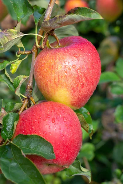 Μεγάλα Μήλα Που Ξεραίνονται Στη Μηλιά Κοντά — Φωτογραφία Αρχείου