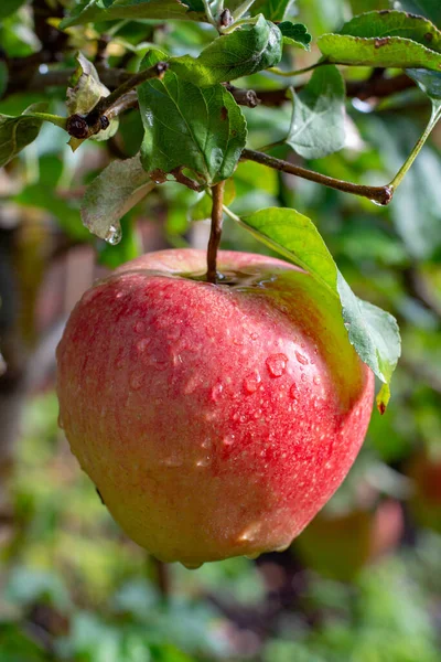 Grande Braeburn Maçãs Rasgando Árvore Maçã Perto — Fotografia de Stock