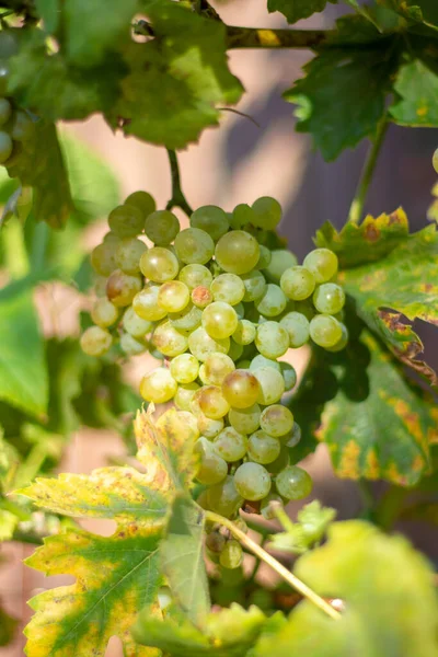 白ワインブドウの新しい収穫が終わります — ストック写真