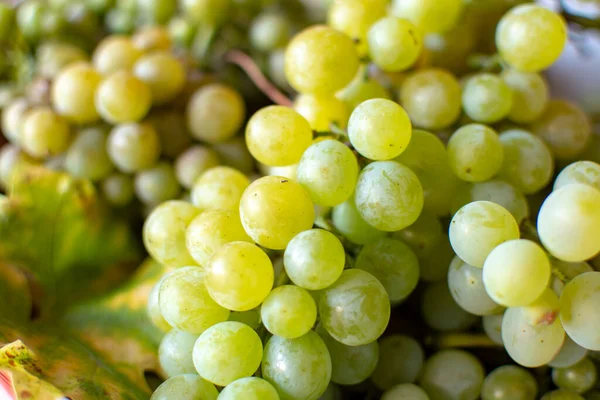 Nowe Zbiory Białych Winogron Riesling Zbliżenie — Zdjęcie stockowe