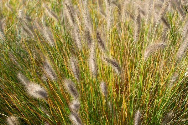 Plante Jardin Décorative Vert Pennisetum Gros Plan Dans Journée Ensoleillée — Photo