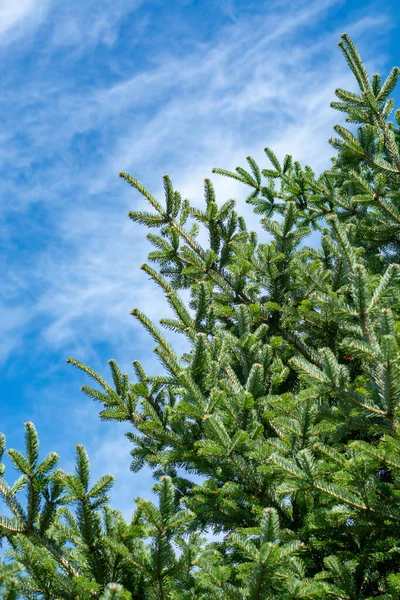 常緑シベリアモミの木 クリスマスツリーと青空のコピースペースのシンボル — ストック写真