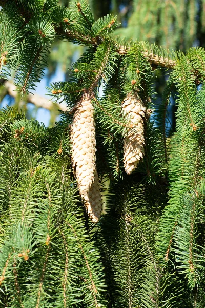 Picea schrenkiana evergreen fir tree with long cones, Christmas tree close up