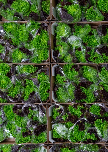 Almacenamiento Frío Verduras Frescas Envasadas Cajas Gran Almacén Cerca —  Fotos de Stock