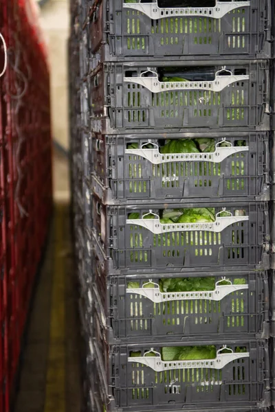 Cold storage of fresh packed vegetables in plastic boxes in big warehouse close up