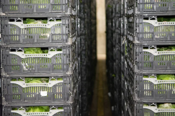 Κρύα Αποθήκευση Νωπών Συσκευασμένων Λαχανικών Πλαστικά Κουτιά Μεγάλη Αποθήκη Close — Φωτογραφία Αρχείου