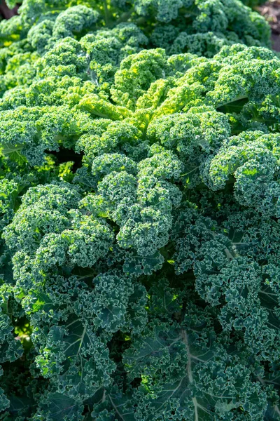 Green Ripe Kale Curly Leaf Cabbage Growing Farm Field Ready — Stock Photo, Image