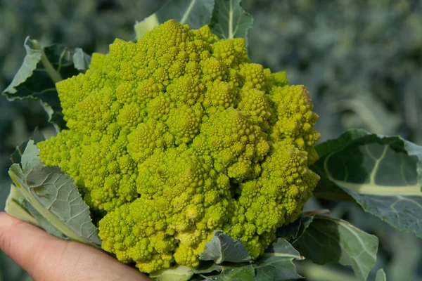 Trabajador Sosteniendo Mano Verde Maduro Romanesco Brócoli Coliflor Romana Broccolo — Foto de Stock