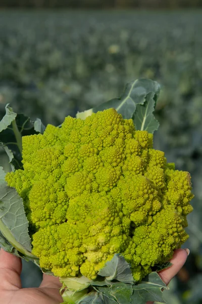 Pekerja Memegang Tangan Hijau Matang Romanesco Brokoli Atau Romawi Kembang — Stok Foto