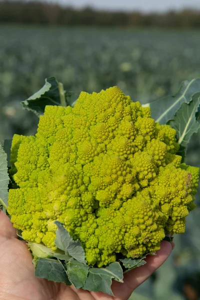 Worker Holding Hand Ripe Green Romanesco Broccoli Roman Cauliflower Broccolo — ストック写真